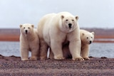 A polar bear keeps close to her young along the Beaufort Sea coast in Arctic National Wildlife Refuge.