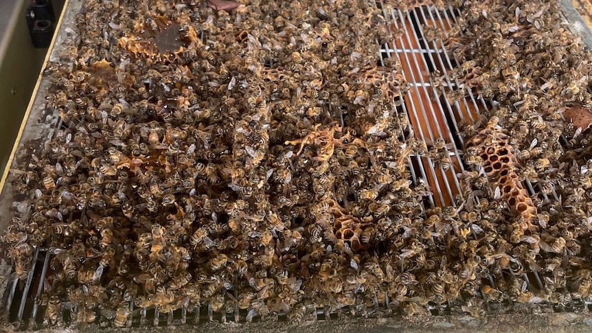 Hundreds of bees on the frames in a hive