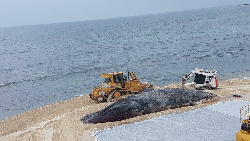 Diggers work around the washed-up sperm whale carcass in Hopetoun.