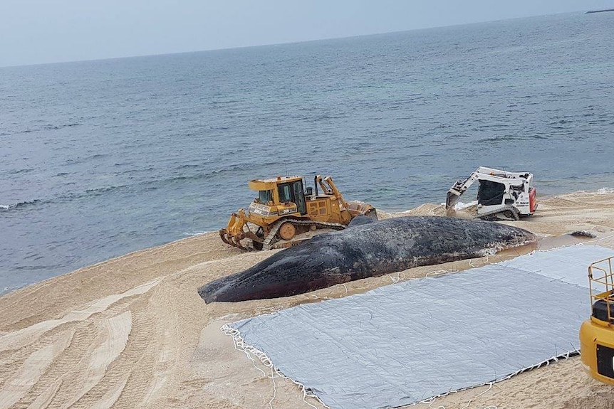 Diggers work around the washed-up sperm whale carcass in Hopetoun.