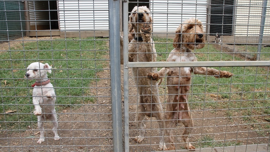 Three dogs stand up with their paws on a metal fence