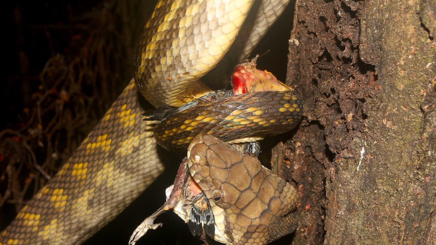 A scrub python makes a meal of a metallic starling that has fallen from its nest on Cape York in far north Queensland.