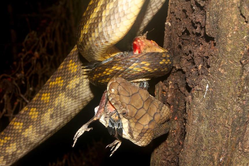 A scrub python makes a meal of a metallic starling that has fallen from its nest on Cape York in far north Queensland.