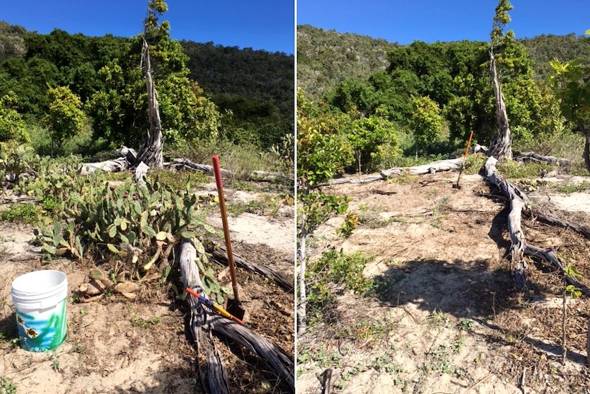 one photo shows a grassy area overrun with weeds, while the photo next to it shows a more sandy surface rid of weeds