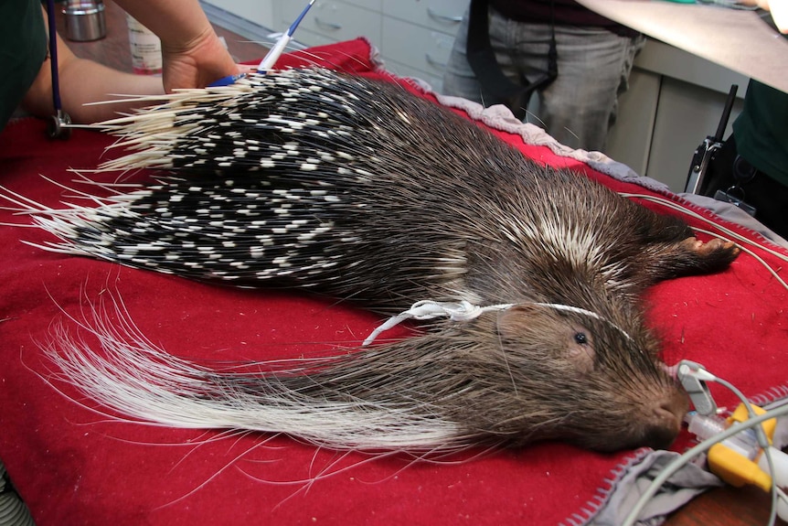 A porcupine on a red medical table under anaesthetic surrounded by vets