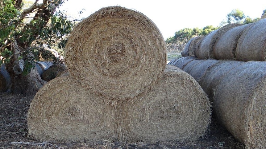 Three round hay bales stacked in a pyramid formation.