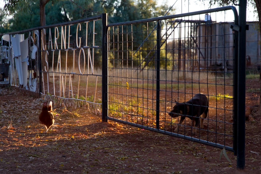 A cattle dog looking at a chook through a gate