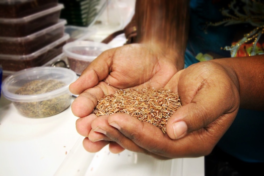 Australian native rice