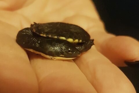 A tiny long neck turtle in the palm of someone's hand