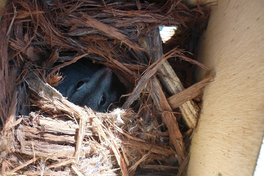 A possum sits nestled in bark in a box