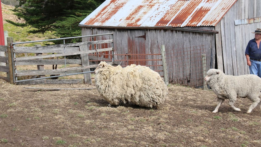 Tasmanian sheep Sheila in a pen