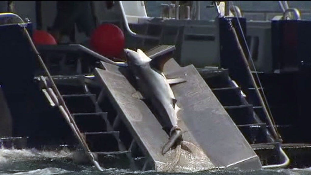 EPA rules out assessing shark cull - ABC News