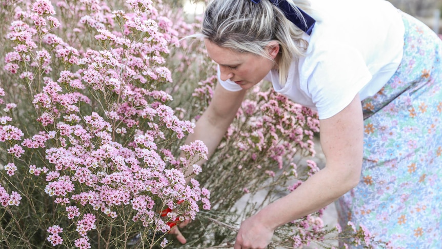 A woman cutting flowers off a bush of Geraldton wax.