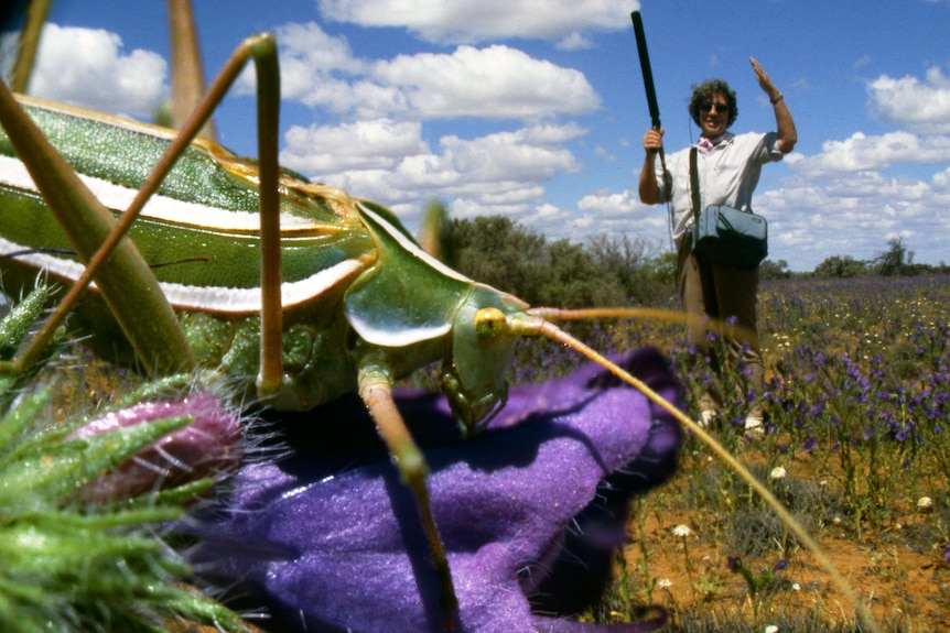 A green grasshopper in the foreground, with a man standing in the background in a field.