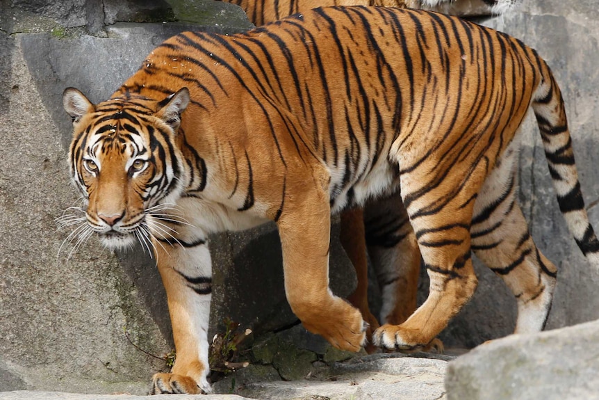 Two Indo-Chinese tigers