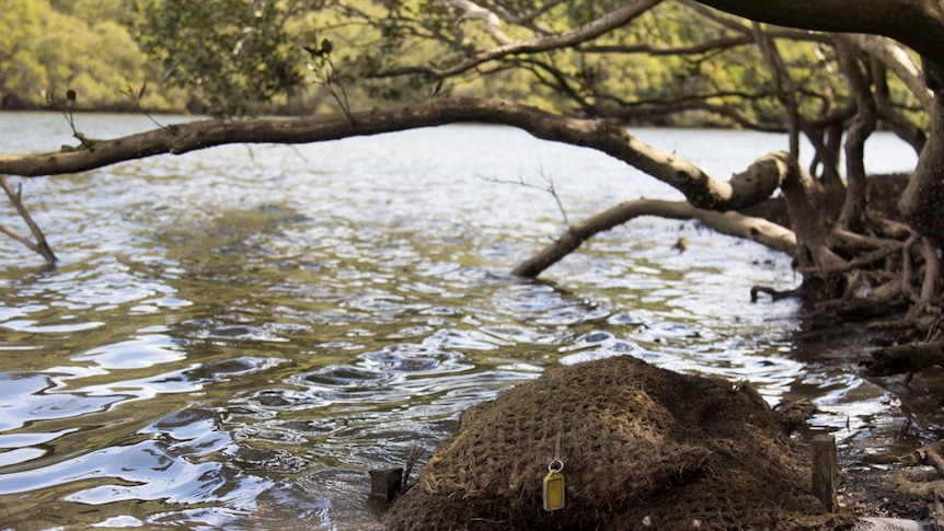 Oyster bags on the shore at Lane Cove National Park