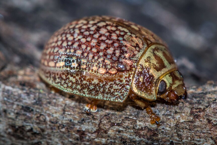 A brown Leaf beetle with gold and green spots.