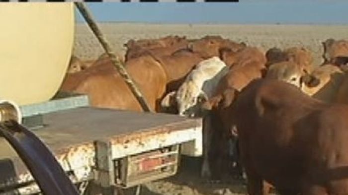 Drought-stricken farmers spending big to keep stock alive