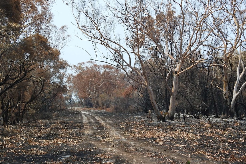 Tree burnt either side of a dirt track.