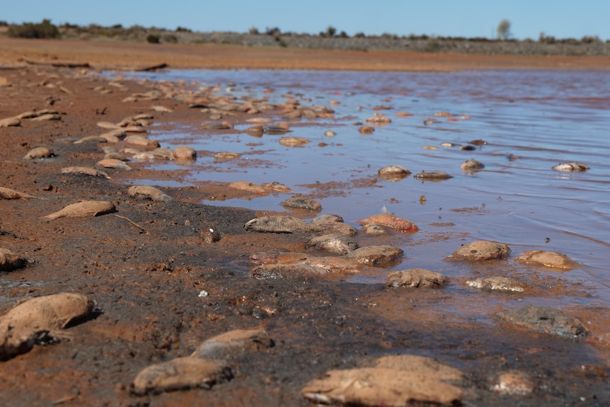 dead fish along the banks of a dam on read earth 