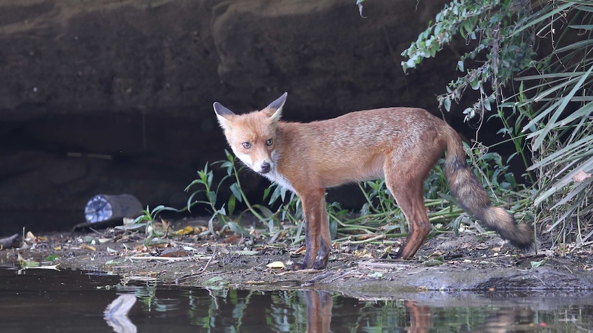 An very urban fox taken near Parramatta in Sydney