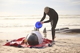 Rescuer tending to a stranded pilot whale.