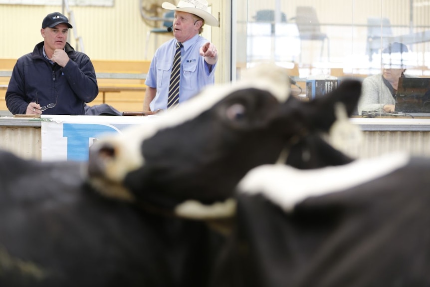 Cows in the forefront at a saleyard, with auctioneer in background.