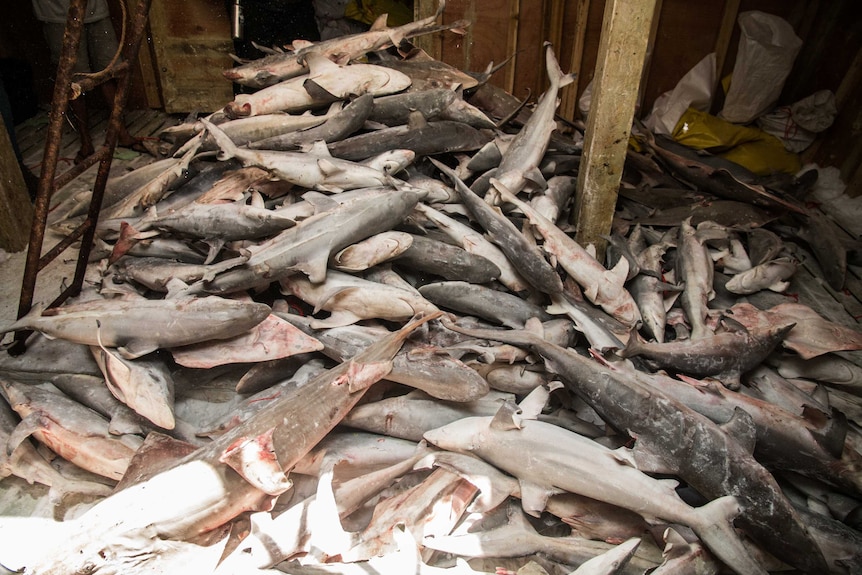 A very large pile of dead and bloody sharks.