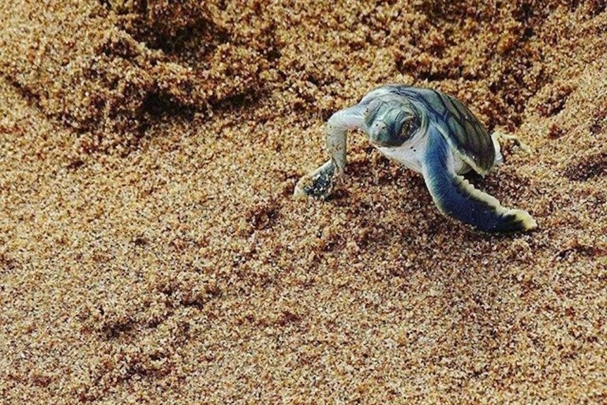 A turtle hatchling emerges from its nest in the sand, to find its way to the ocean.