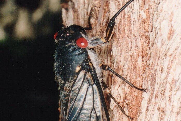 A black cicada with red eyes on a paperbark tree.