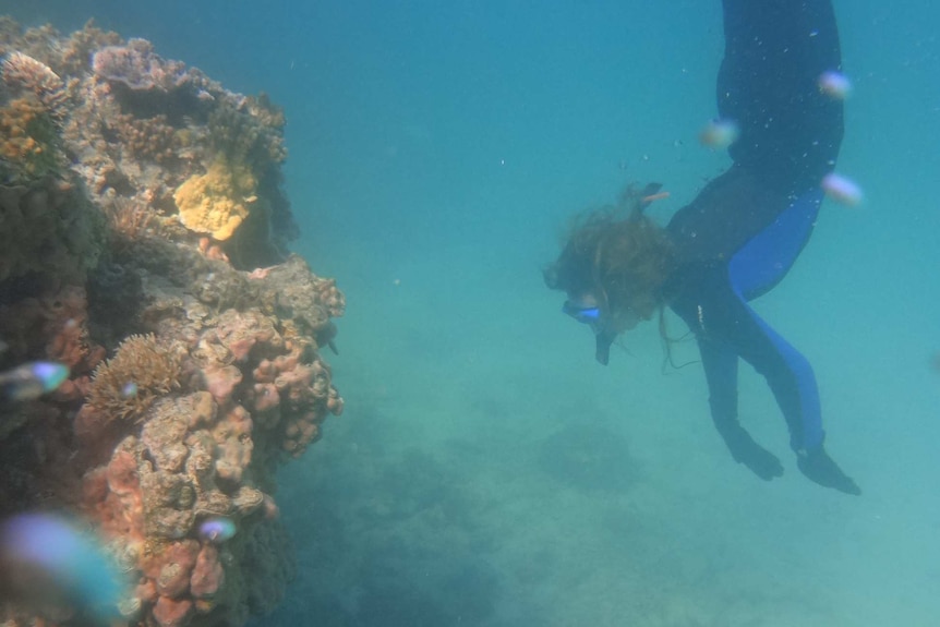 Natalie Soars dives to inspect urchin habitat