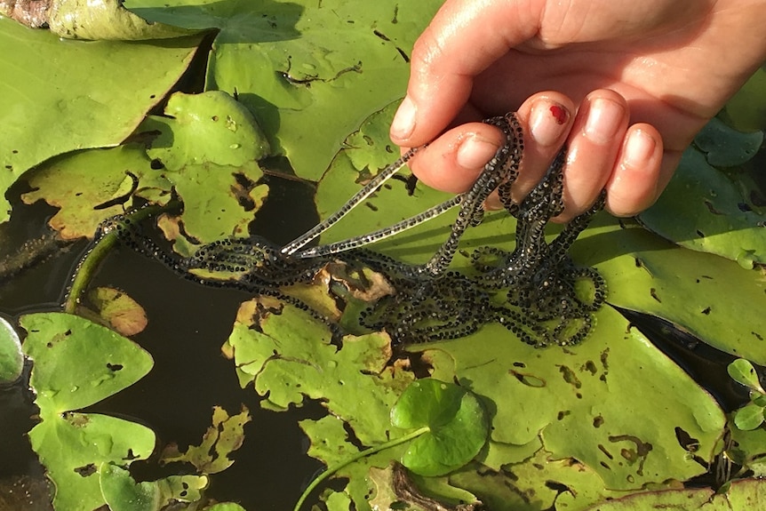 A human hand pulls a string of toad eggs in a jelly like substance from a pond with green leaves on top