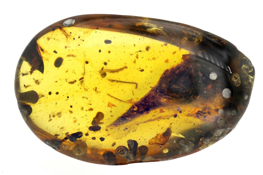 Dinosaur head in amber