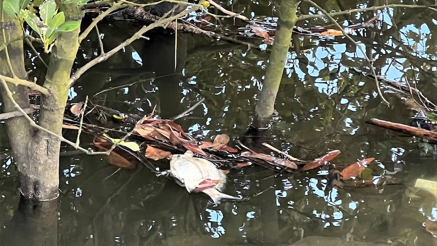 A dead fish floats in muddy water among the stems of mangrove trees.