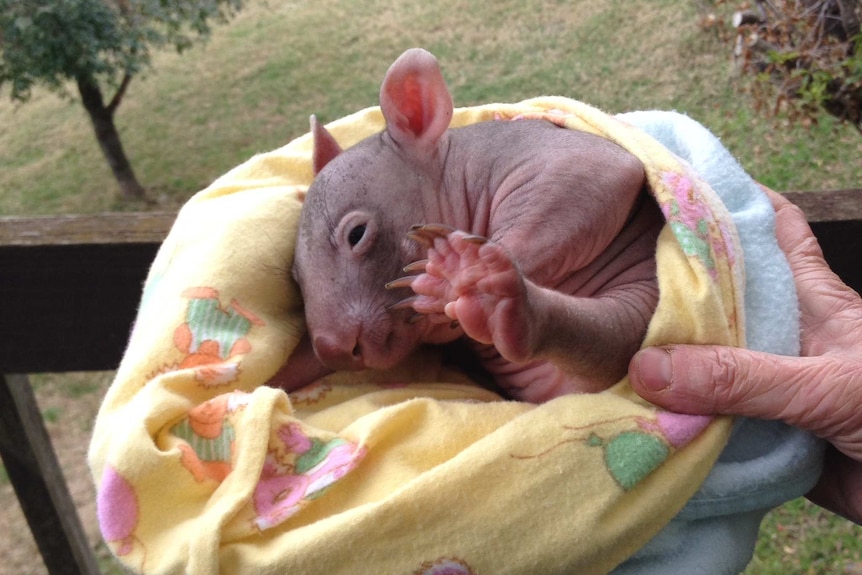 Wombat joey Lucky