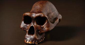 Australopithecus afarensis (Lucy) skull