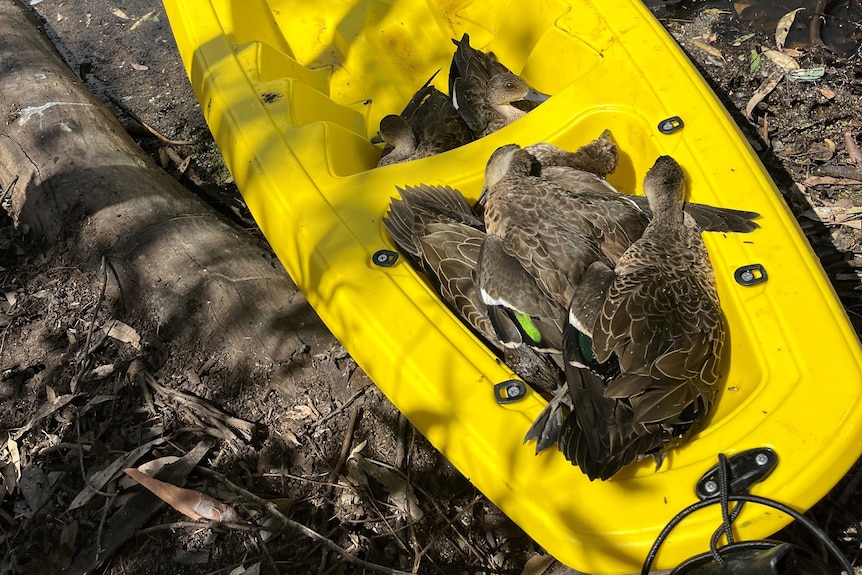 A photo of dead ducks in one section of yellow kayak and two alive ducks in another section.