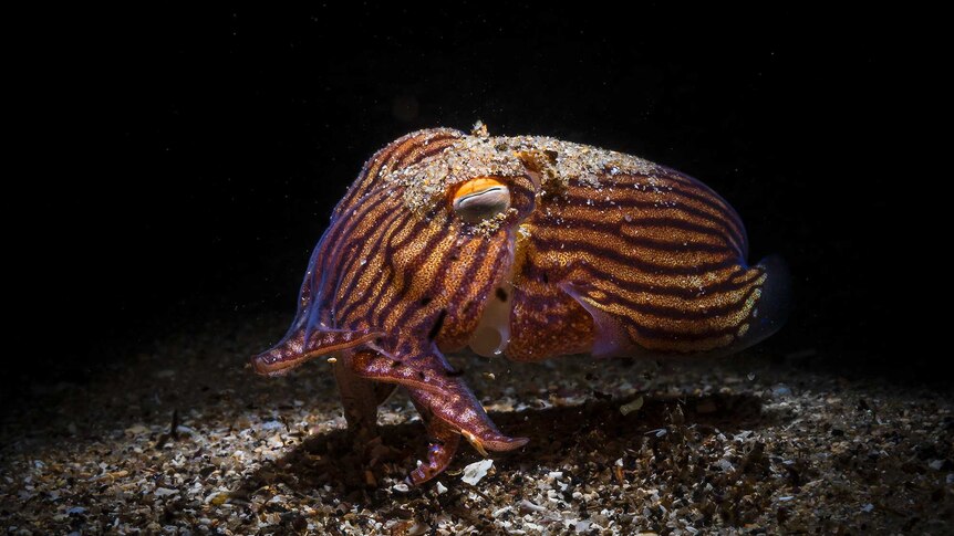 A pyjama squid swims in the shallows at Wollongong Harbour.
