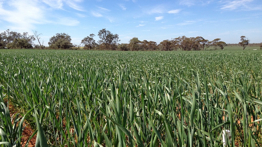 Crop study finds soil tillage failing to boost wheat yields