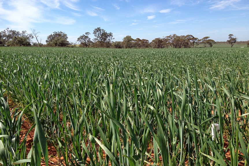 Wheat crop in the Victorian Mallee