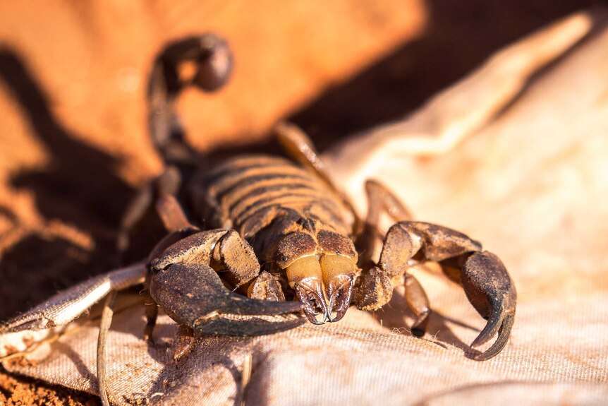 Close up of a scorpion covered in fine desert dust.