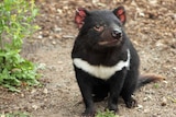 A healthy Tasmanian devil on Maria Island