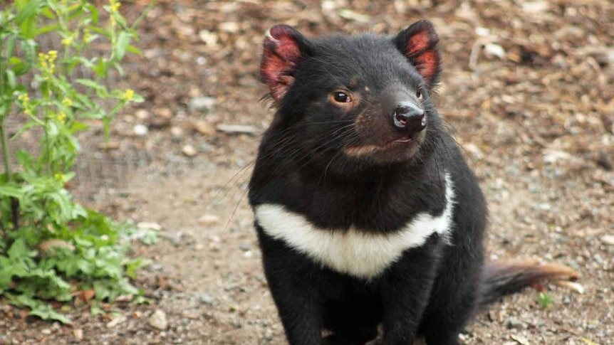 A healthy Tasmanian devil on Maria Island