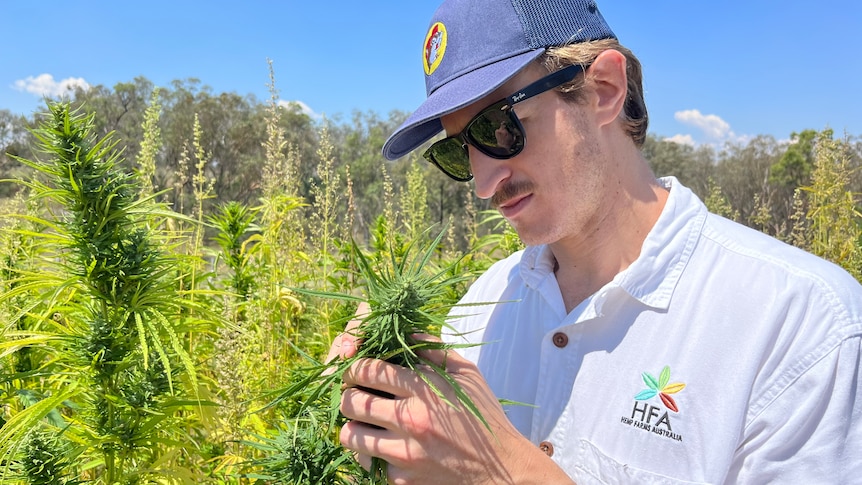 A man looks closely at a cannabis plant.