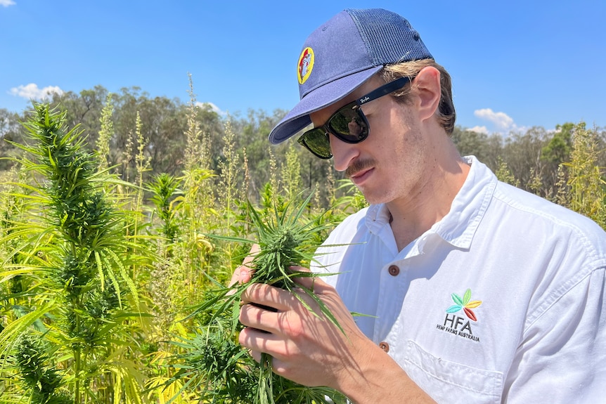 A man looks closely at a cannabis plant.