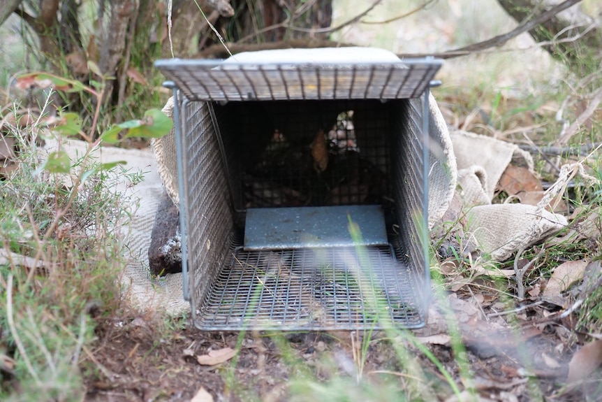 A metal trap open sitting in the forest