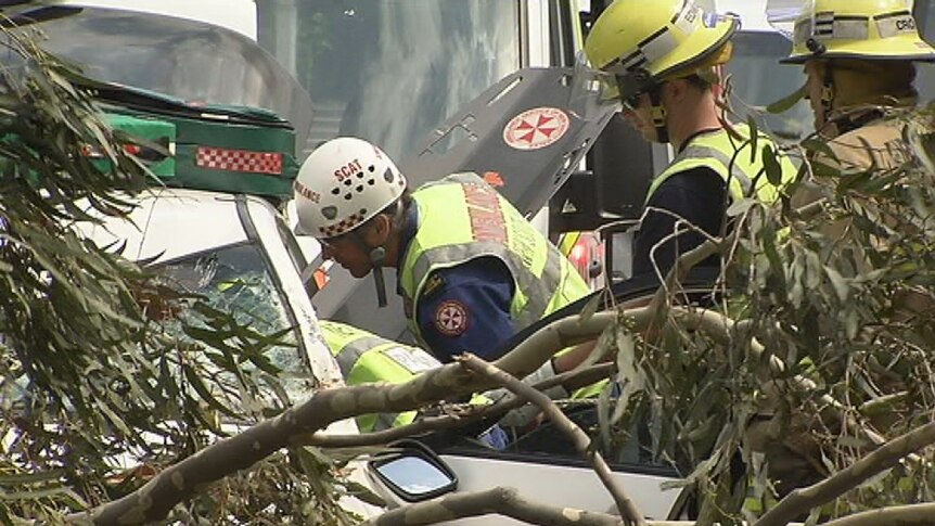 SES workers work on a car hit by tree in Sydney's south-west
