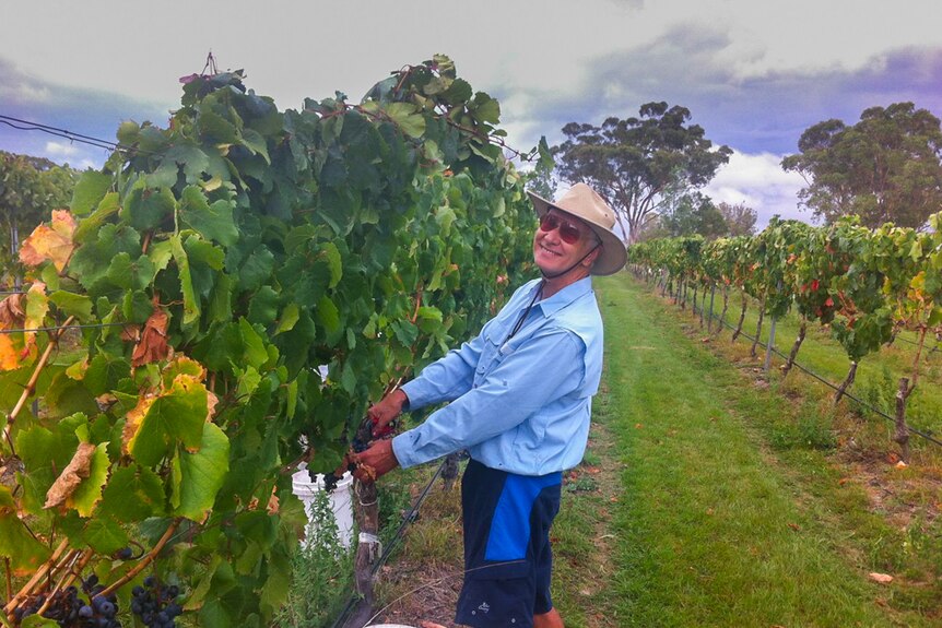 One of the volunteers picking grapes in Stanthorpe during last year's harvest.