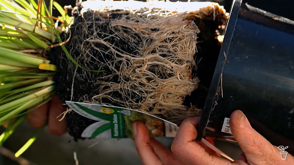 FAQs – Cold climate sweet potato | Re-potting plants | Lumps on eucalyptus trunk FAQs – Cold climate sweet potato | Re-potting plants | Lumps on eucalyptus trunk