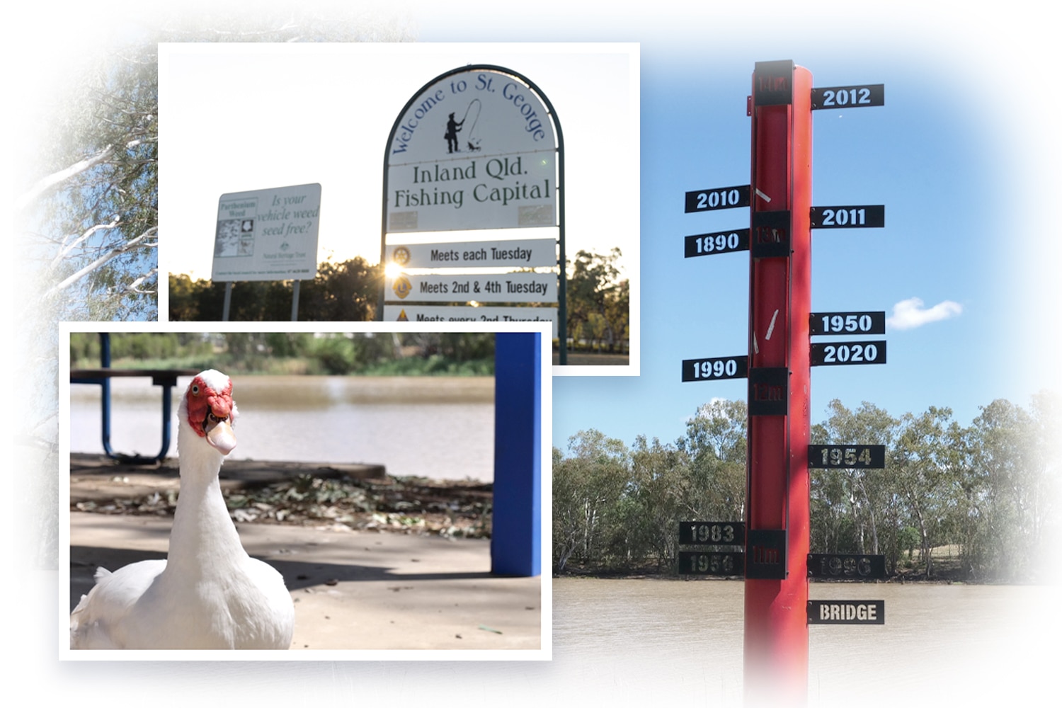 Collage de un ganso, un poste de inundación tótem y un letrero de San Jorge